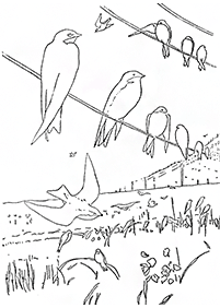صفحات تلوين طيور – الصفحة 105