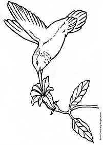 صفحات تلوين طيور – الصفحة 80