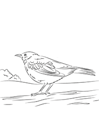 bird coloring pages - page 1