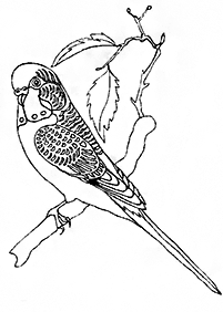 bird coloring pages - page 107