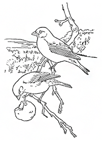bird coloring pages - page 111