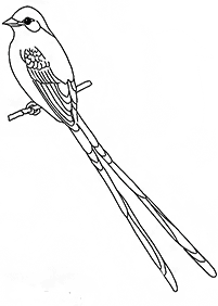 bird coloring pages - page 114