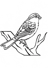 bird coloring pages - page 127