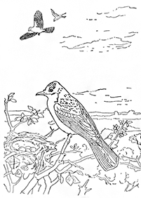 bird coloring pages - page 136