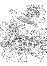 bird coloring pages - page 139