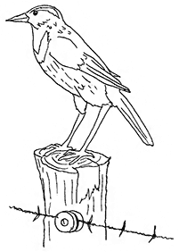 bird coloring pages - page 15
