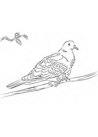 bird coloring pages - page 33