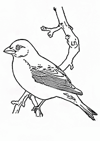 bird coloring pages - page 34
