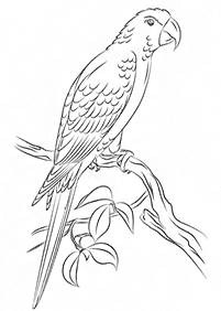 bird coloring pages - page 57