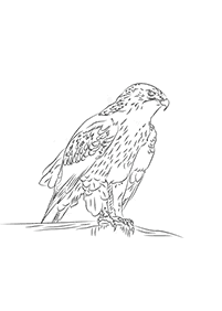 bird coloring pages - page 69