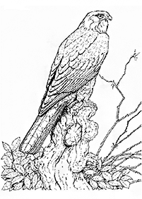 bird coloring pages - page 72