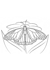 butterfly coloring pages - page 17