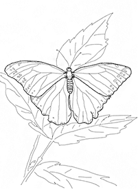 butterfly coloring pages - page 33