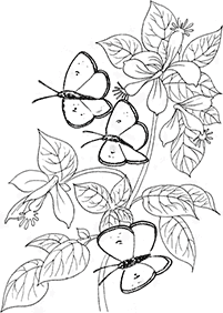 butterfly coloring pages - page 49
