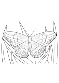 butterfly coloring pages - page 5