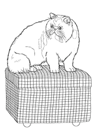 cat coloring pages - page 33