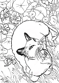 cat coloring pages - page 91