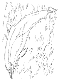 dolphin coloring pages - page 57