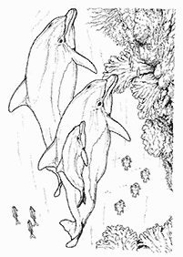 dolphin coloring pages - page 61