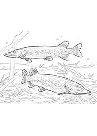 fish coloring pages - page 53