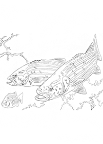 fish coloring pages - page 63