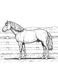 horse coloring pages - page 36