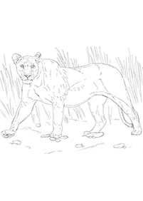 lion coloring pages - page 33