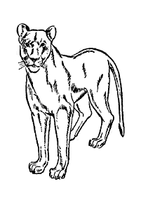lion coloring pages - page 74