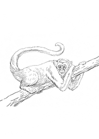 monkey coloring pages - Page 21