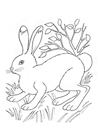 rabbit coloring pages - page 13