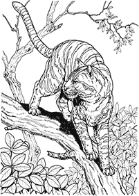 tiger coloring pages - Page 29