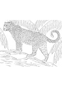 tiger coloring pages - page 37
