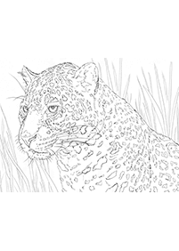 tiger coloring pages - page 41