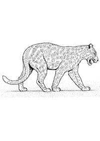 tiger coloring pages - page 49