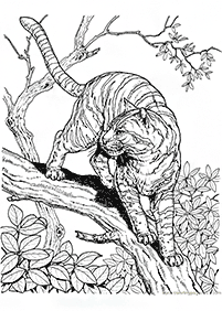 tiger coloring pages - page 52