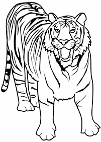 tiger coloring pages - page 62