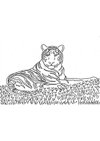 tiger coloring pages - page 63