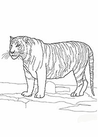 tiger coloring pages - page 67