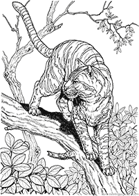 tiger coloring pages - page 75