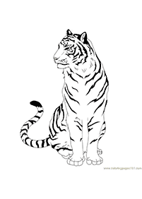 tiger coloring pages - page 79