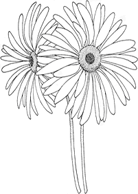 flower coloring pages - page 10