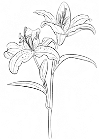 flower coloring pages - page 108