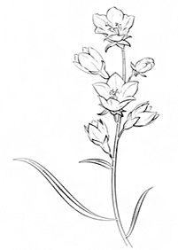 flower coloring pages - page 112