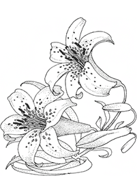 flower coloring pages - page 13