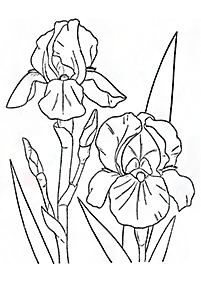 flower coloring pages - page 148