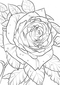 flower coloring pages - page 37