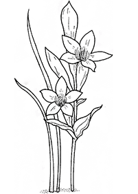 flower coloring pages - page 50