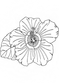 flower coloring pages - page 54