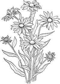 flower coloring pages - page 6