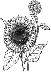 flower coloring pages - page 66